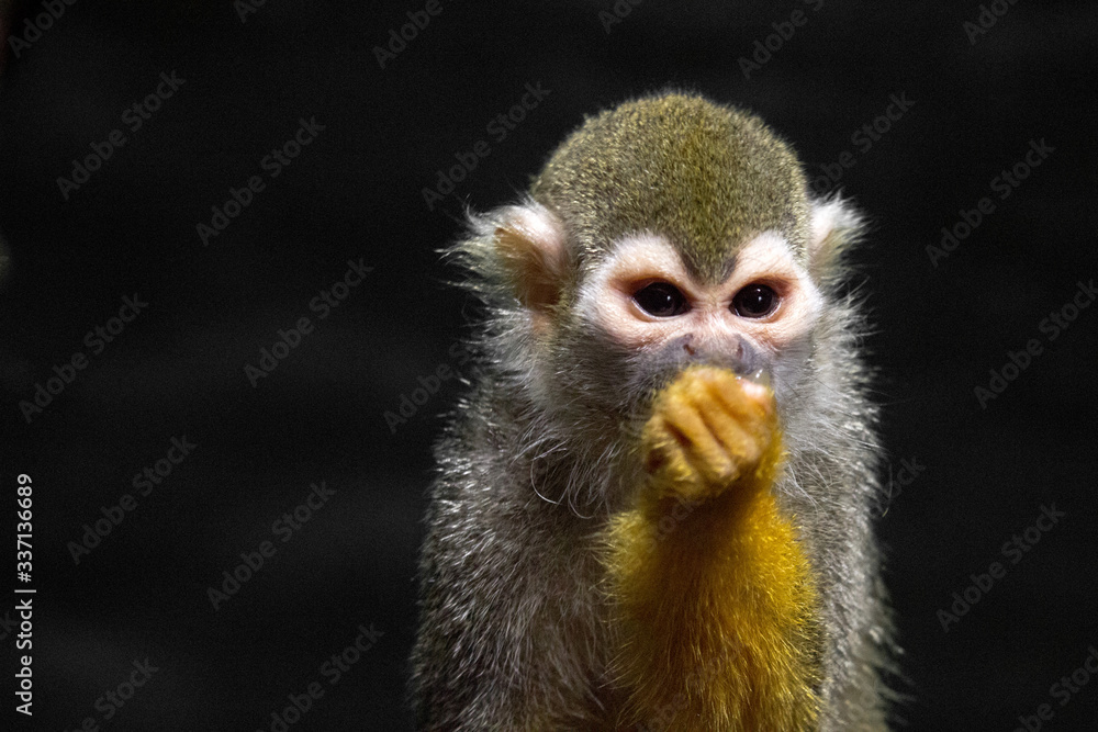 Obraz premium portrait of a monkey