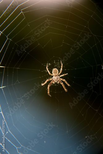 Brown spider on an intricate spun web.