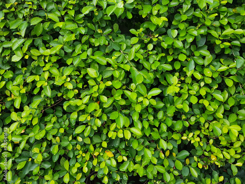 Natural green leaf wall. The abstract background of natural green leaves. Natural green leaf wall. The abstract background of natural green leaves.