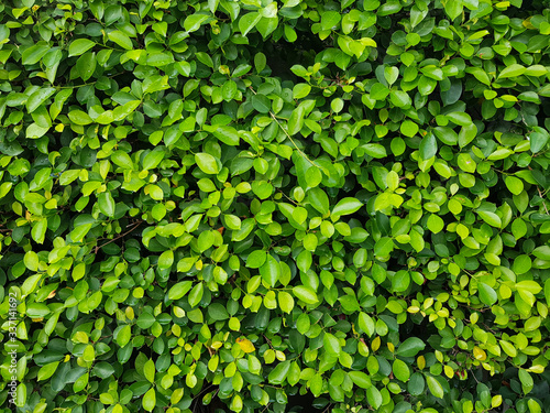 Wallpaper Mural Natural green leaf wall. The abstract background of natural green leaves. Torontodigital.ca