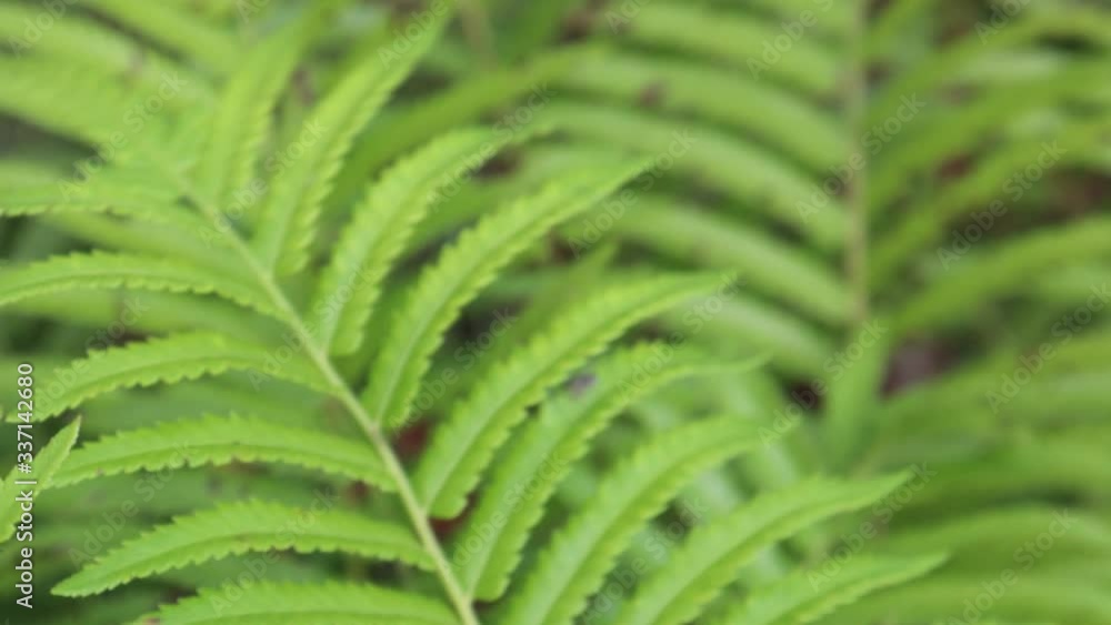 close up of fern leaf close up of fern leaf