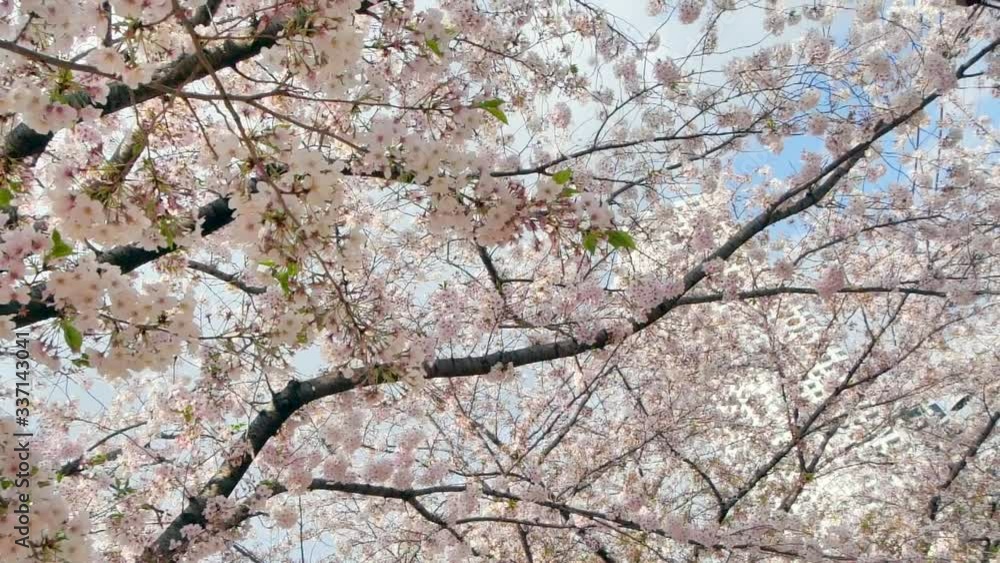 風に散る日本の春の桜吹雪 風に散る日本の春の桜吹雪