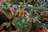 orange pepers, glass vace, green plants, 