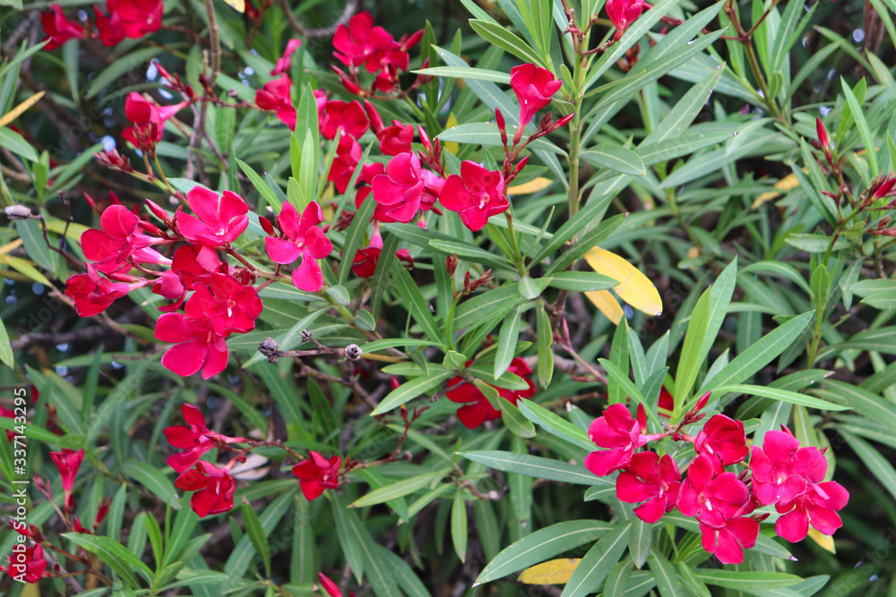 Laurier-rose à fleurs fuchsia