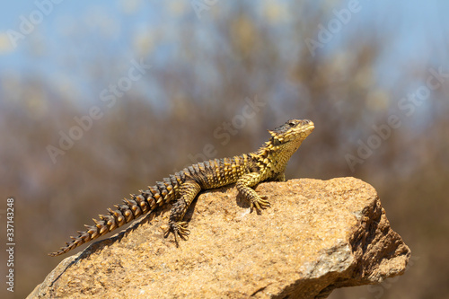 Sungazer Lizard on rock in South Africa