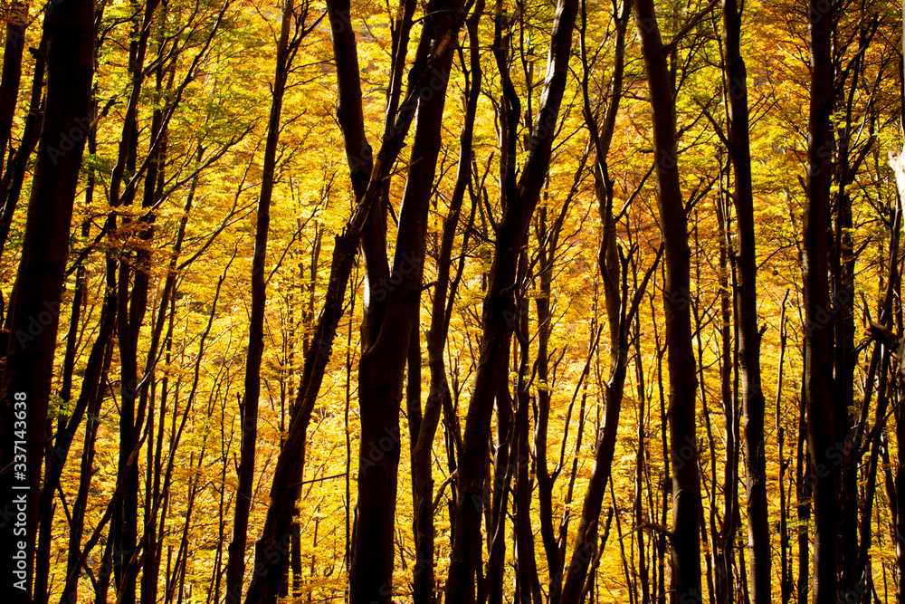 Fototapeta premium Patagonia fall