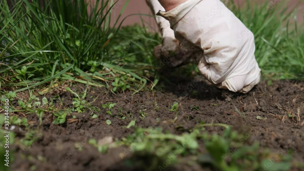 Hands in white plastic gloves prepare the ground for planting by clearing it from weeds. Hands in white plastic gloves prepare the ground for planting by clearing it from weeds.