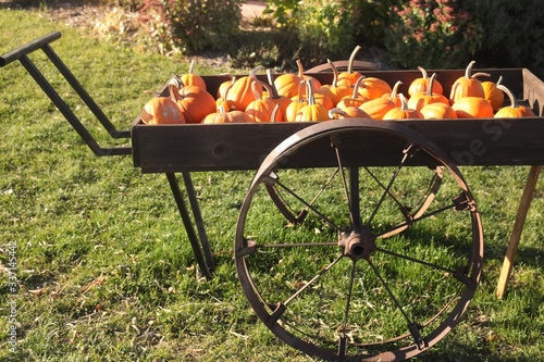 old wagon, pumpkin, cultivar, winter squash round, smooth, ribbed skin, thick shell, seeds, pulp, on, 