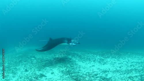 Wallpaper Mural manta ray underwater swim elegant tropical waters sandy bottom Torontodigital.ca