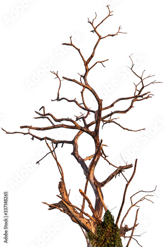Isolated dead tree branches.