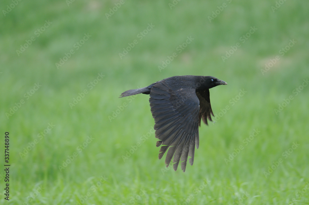 Obraz premium American Crow