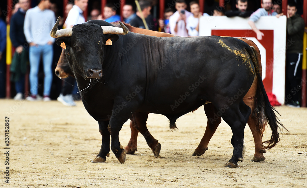 un toro bravo español con grandes cuernos en una plaza de toros en un tradicional espectáculo de toreo un toro bravo español con grandes cuernos en una plaza de toros en un tradicional espectáculo de toreo