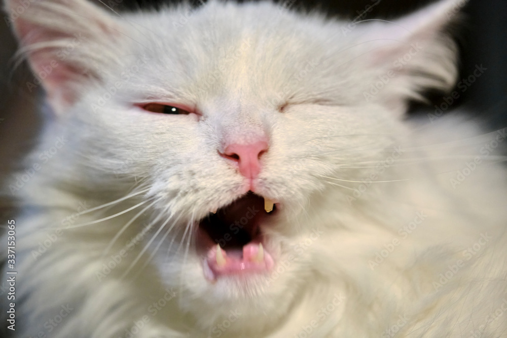 White cat licks close up color White cat licks close up color