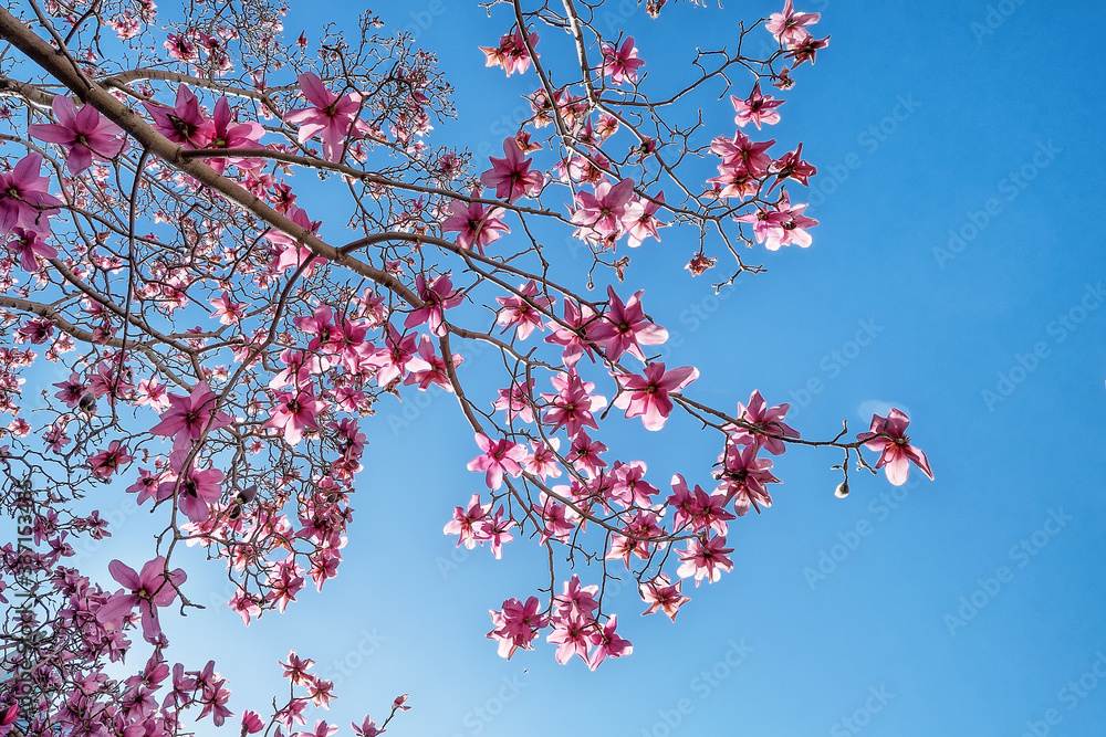 Spring is coming, featuring some beautiful cherry blossom trees Spring is coming, featuring some beautiful cherry blossom trees