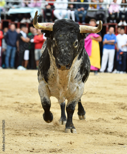 toro español con grandes cuernos en un tradicional espectáculo de toreo