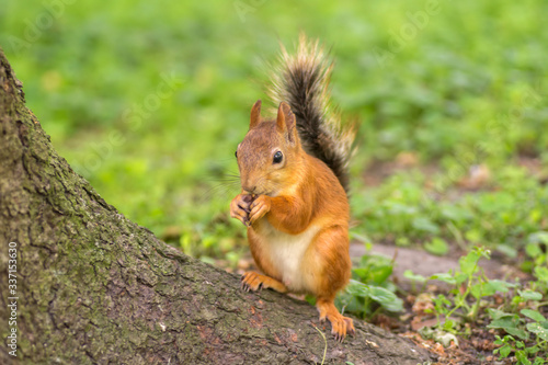 Beautiful red squirrel is eating nuts in the park. Close up shot.