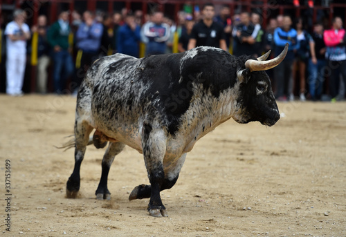 un toro bravo español