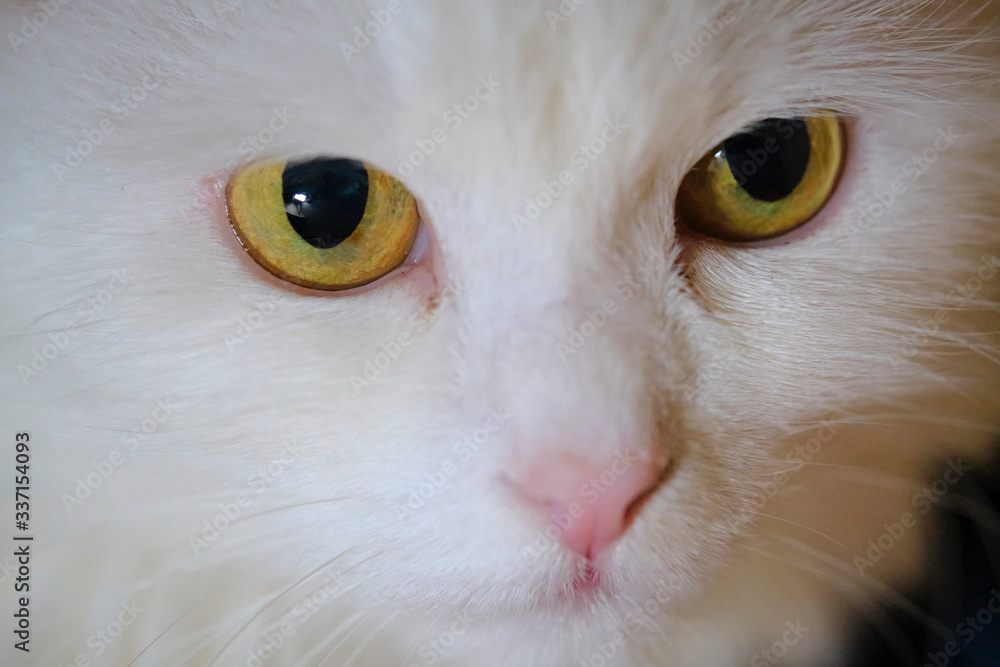 Fototapeta premium white cat with yellow eyes close up