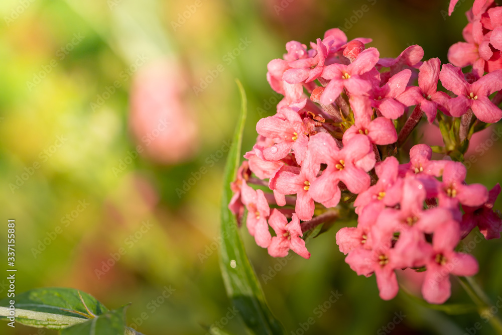 The background image of the colorful flowers The background image of the colorful flowers