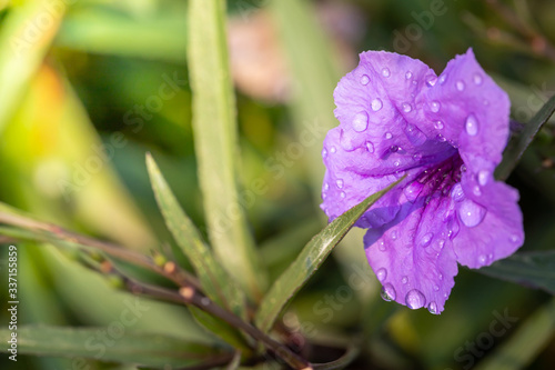 The background image of the colorful flowers