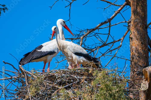 Two storks sit in their nest with blue background