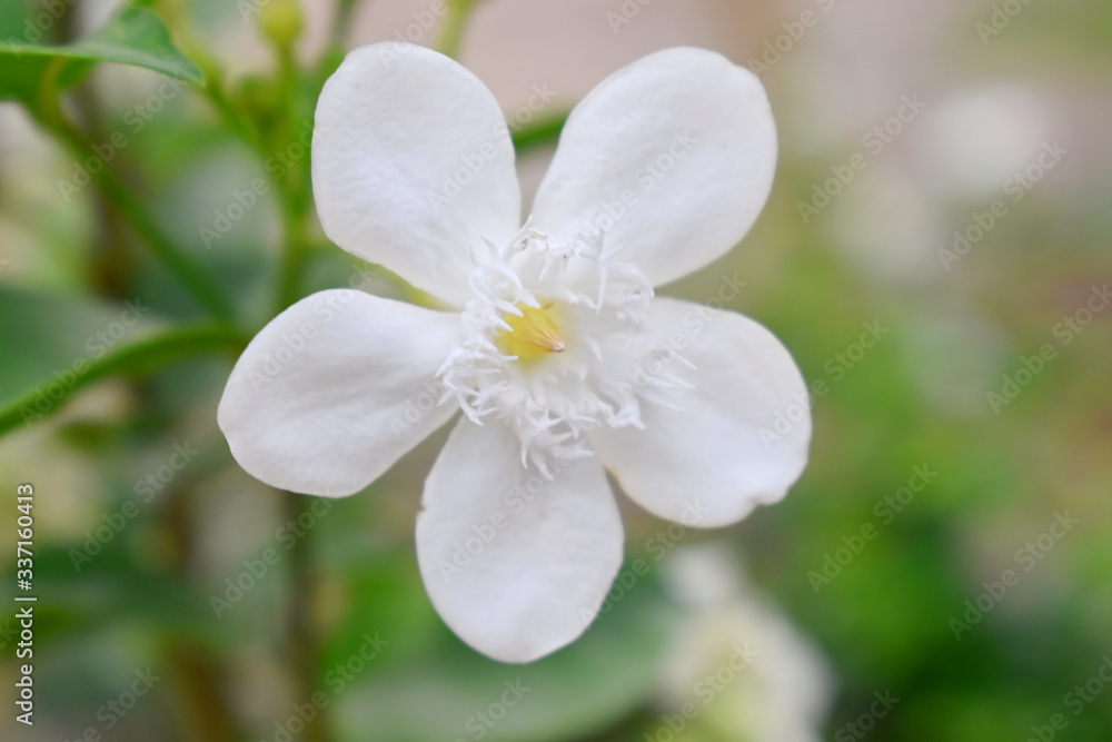 A small white flower with blurred background A small white flower with blurred background