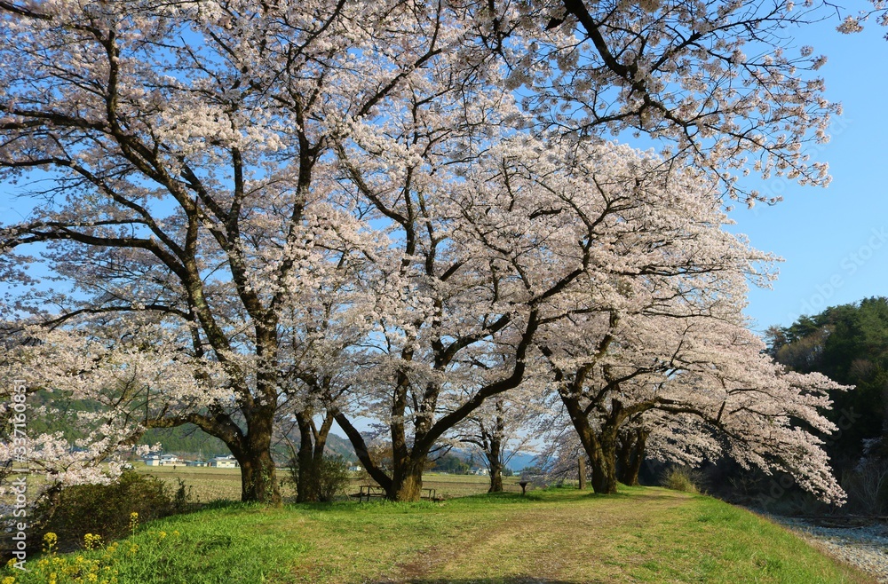 春 さくら 風情 田舎 杤木 風景 春 さくら 風情 田舎 杤木 風景