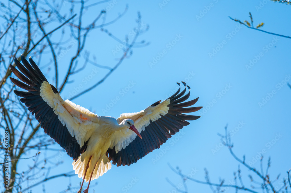 Fototapeta premium A stork landing towards its nest with a blue sky