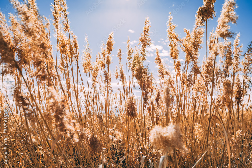 Fototapeta premium Reeds in the sun
