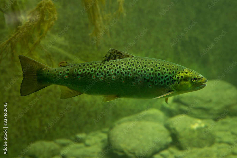 Brown trout (Salmo trutta fario). Brown trout (Salmo trutta fario).
