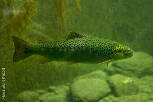 Brown trout (Salmo trutta fario). photo