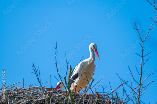 a stork sits in its  nest and waits with blue background