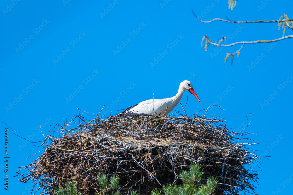 Fototapeta premium a stork sits in its nest and waits with blue background