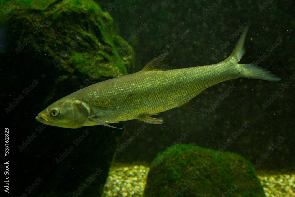Common dace, Eurasian dace (Leuciscus leuciscus). Common dace, Eurasian dace (Leuciscus leuciscus).