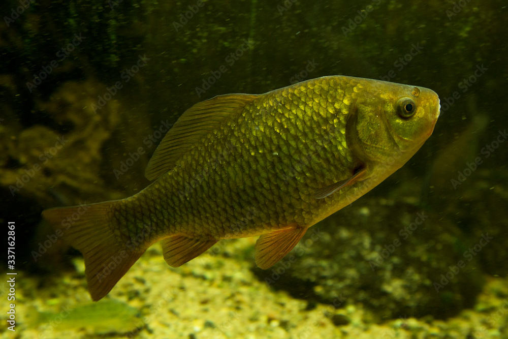 Crucian carp (Carassius carassius). Crucian carp (Carassius carassius).