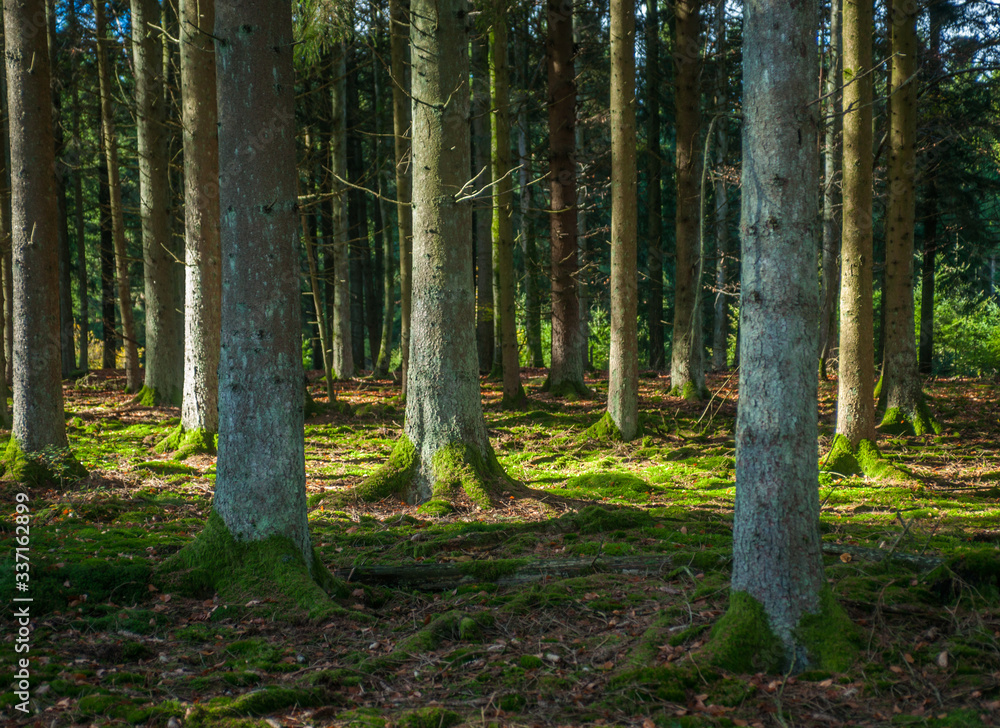 Obraz premium Douglas fir old-growth forest with green herbal layer.