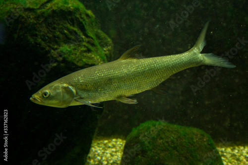 Photos Common dace, Eurasian dace (Leuciscus leuciscus).