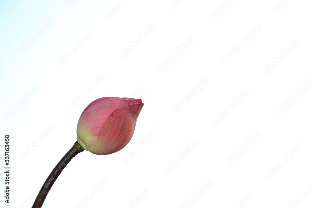 Fototapeta premium Pink lotus flowers for Pay respect to the Buddha,on isolate white background.