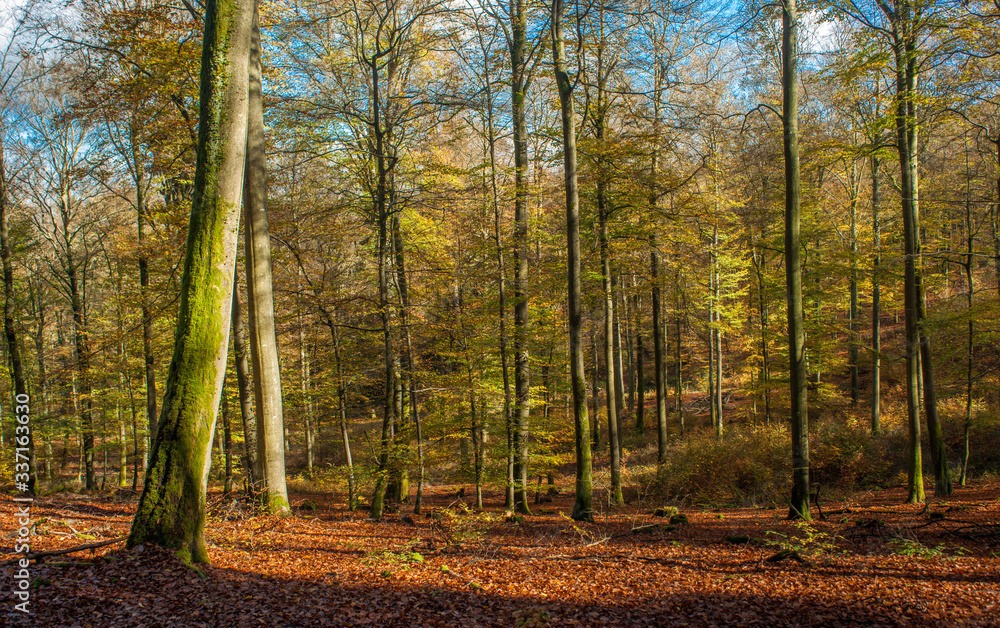 Obraz premium Beech tree forest in central Europe during the autumn season.