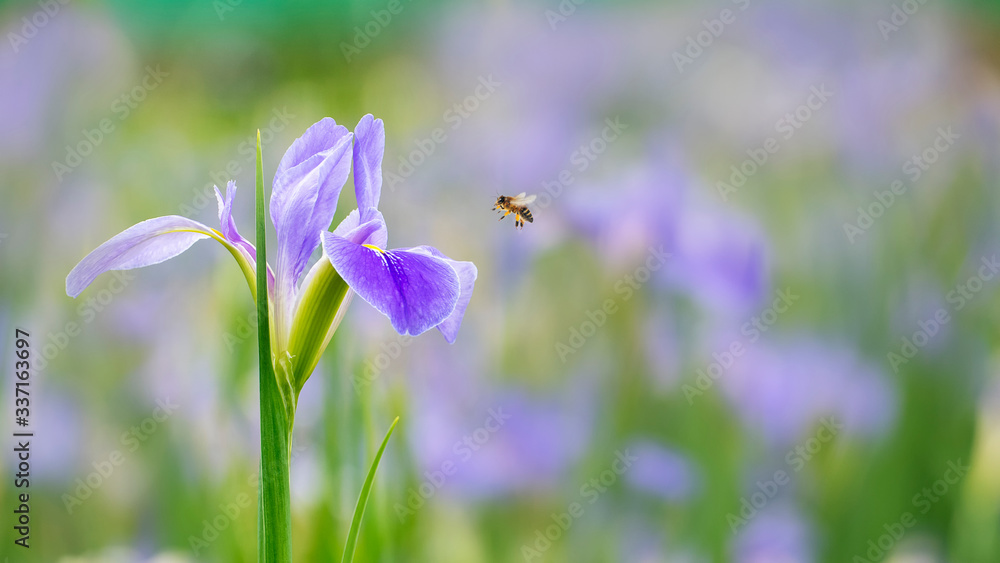 Violet iris flowers (Iris germanica) on blurred green natural garden background Violet iris flowers (Iris germanica) on blurred green natural garden background