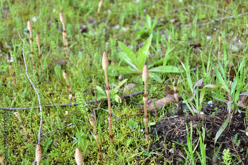 Image of horsetail to tell the coming of spring