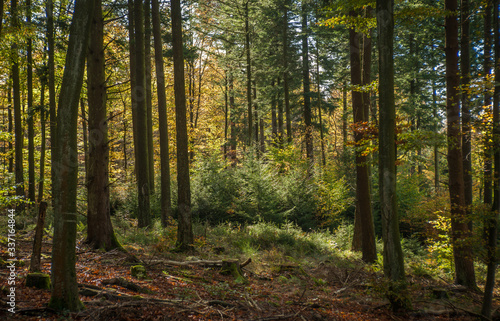 Douglas fir old growth plantation with understory vegetation.