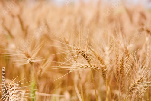 Close-up Of Wheat Field