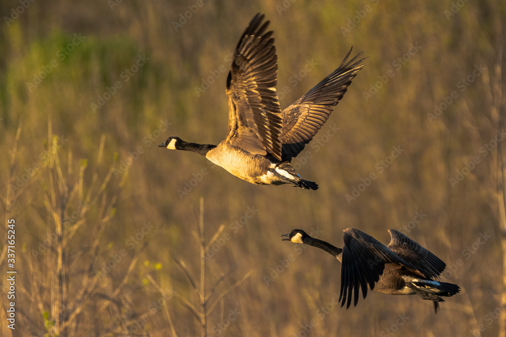 Goose in flight Goose in flight
