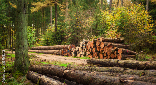 A variety of harvested timber stacks along a forest service road in western Germany.