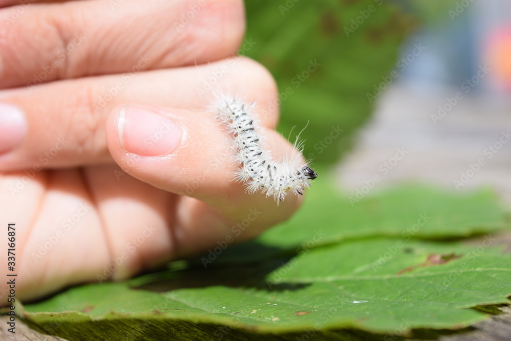 Fuzzy white hickory tussock moth caterpillar. Insect that can cause