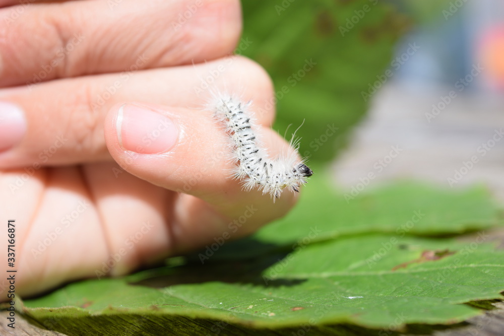 Fuzzy White Hickory Tussock Moth Caterpillar Insect That Can Cause
