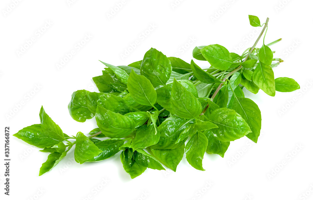 Obraz premium leaf fresh basil isolated on white background ,Green leaves pattern