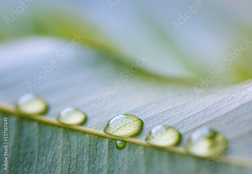 Drops of transparent rain water on a green leaf macro. . Beautiful leaf texture in nature. 