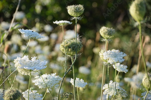 White carrot weeds background. Flowers in a field during summer. Also named Daucus carota or Queen Anne’s Lace.